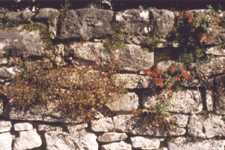 kirmau.jpg (7594 Byte)